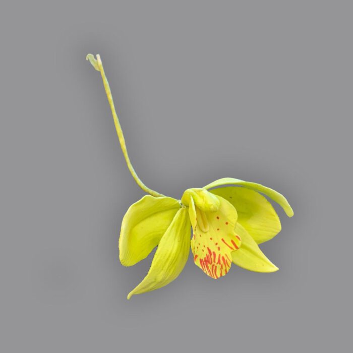 FMM Cymbidium Orchid Set/3